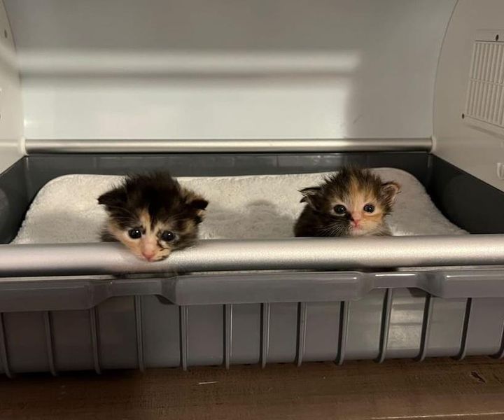 calico kittens incubator