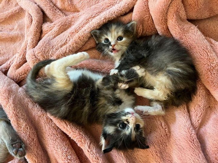 sweet calico kittens