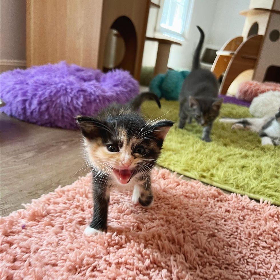 talkative kitten calico