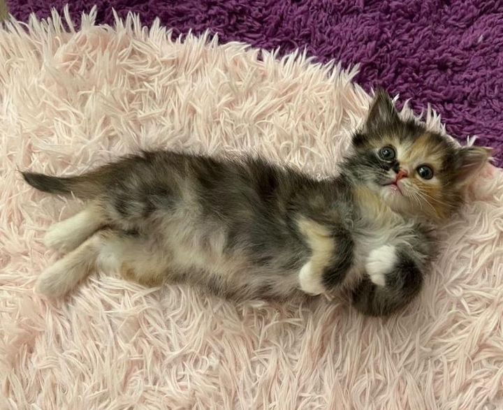 sweet calico kitten rose