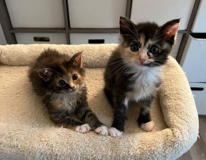 happy sister kittens