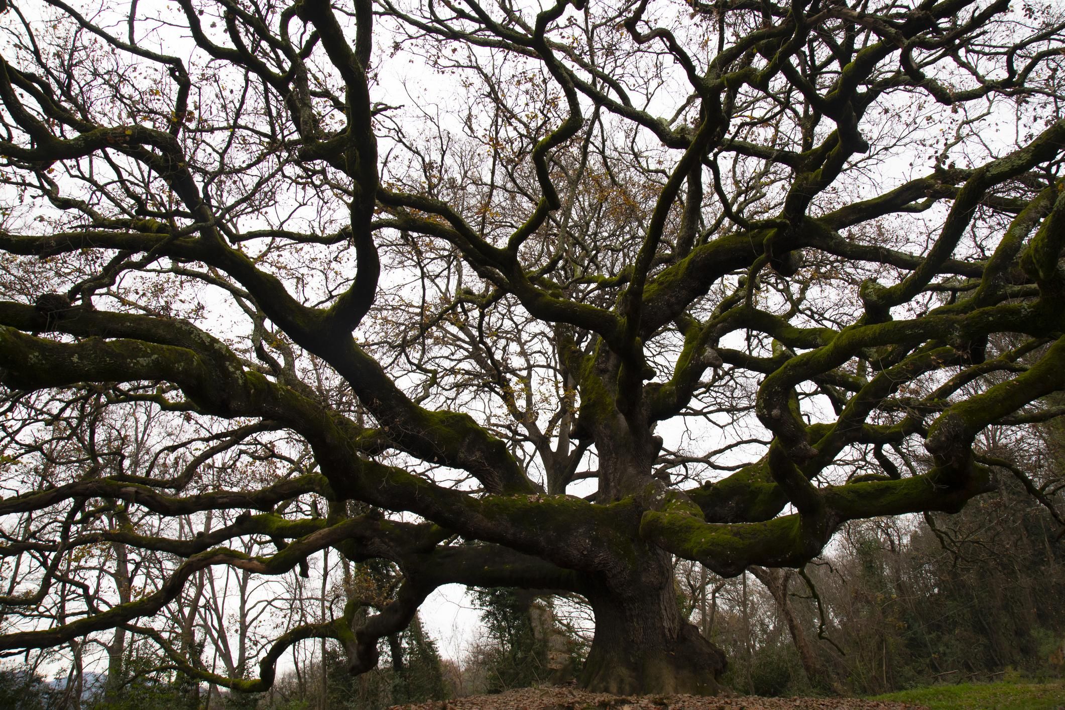 Gli amabili resti della quercia ci insegnano che il parco non deve essere un cimitero
