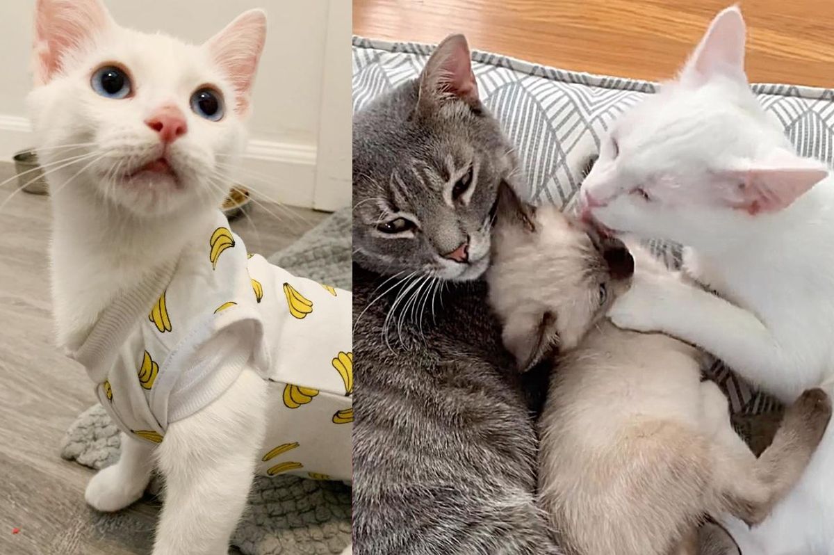 Kitten Gets Help to Fix His Chest and Returns the Favor by Helping Other Cats in Need