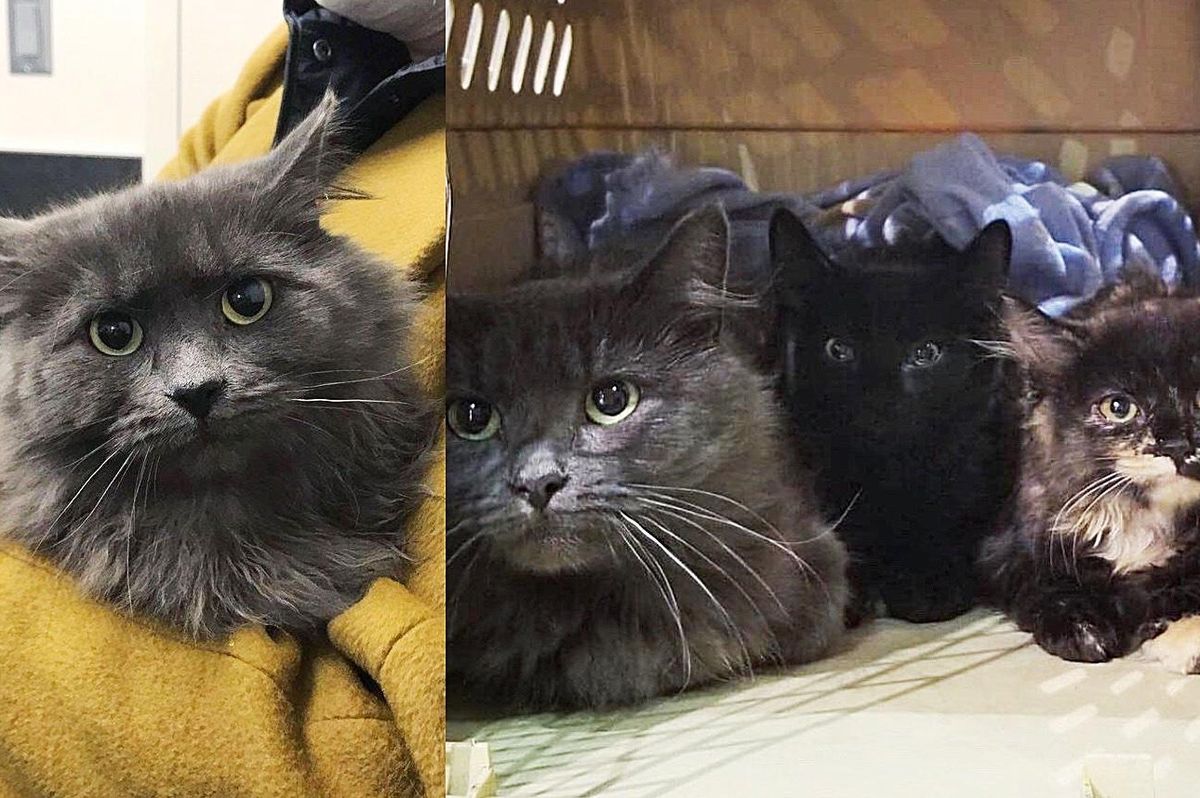 Cat Brings Two Kittens to a Yard in Search of a Better Life for Them