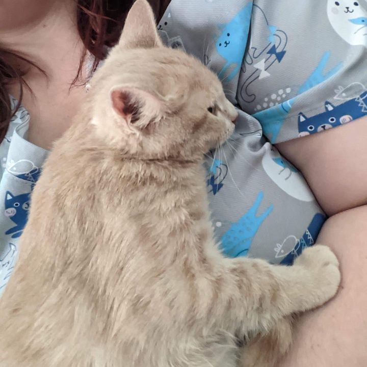 cuddly cat kitten