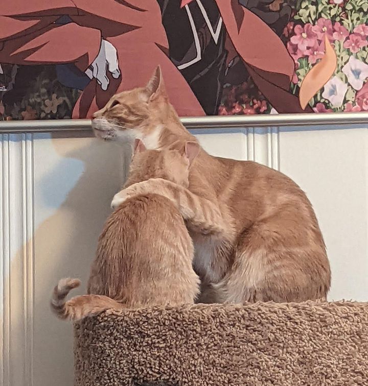 cat hugs kitten