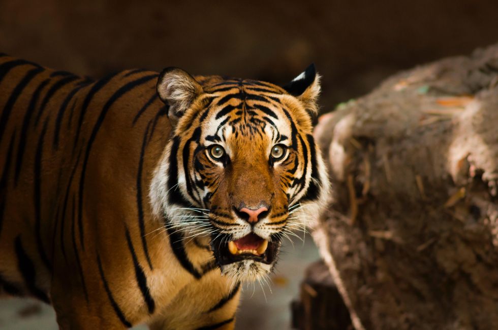 Little Rock Zoo Malayan tiger cub triplets turn one