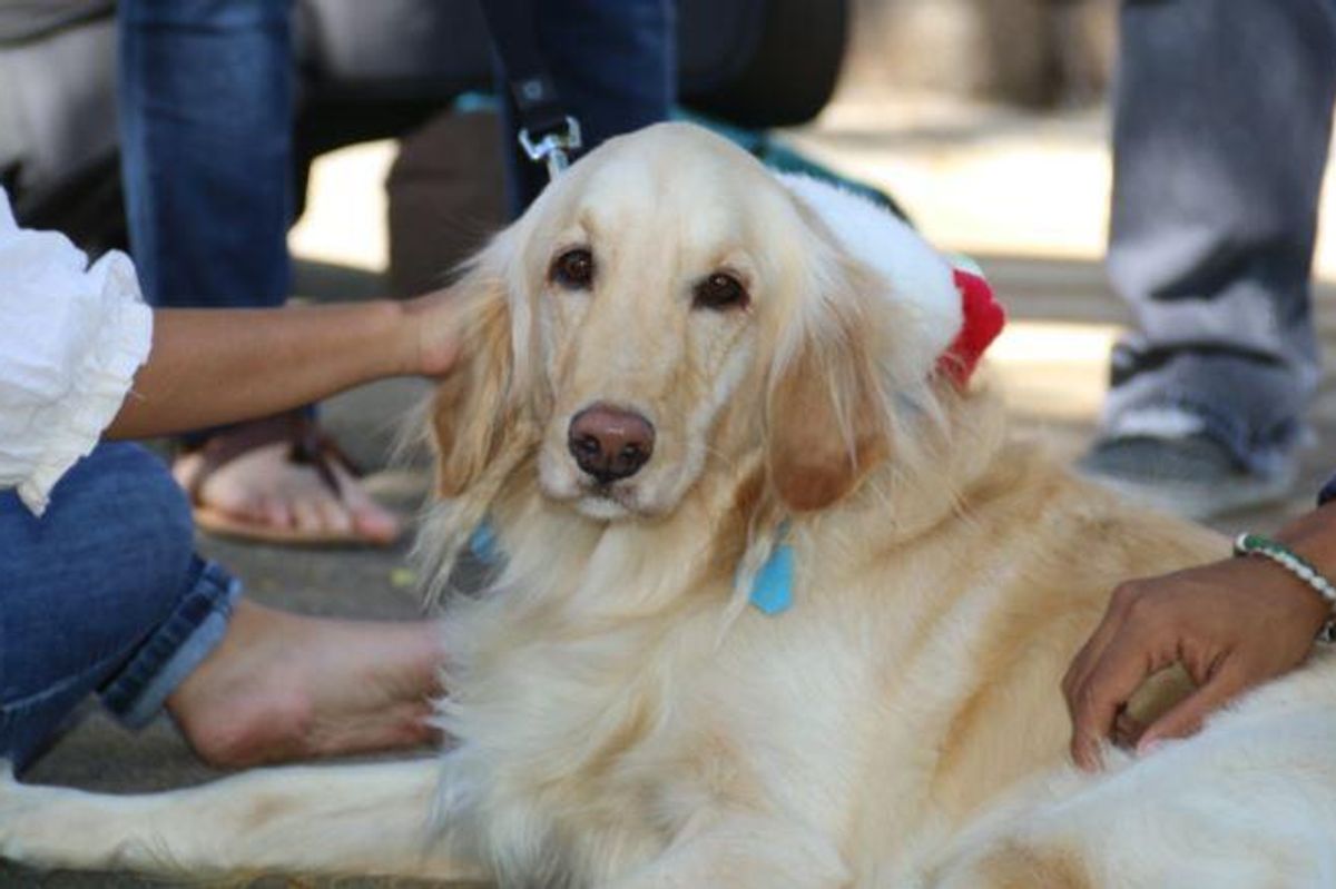 therapy dog, uvlade therapy dog, golden retriever