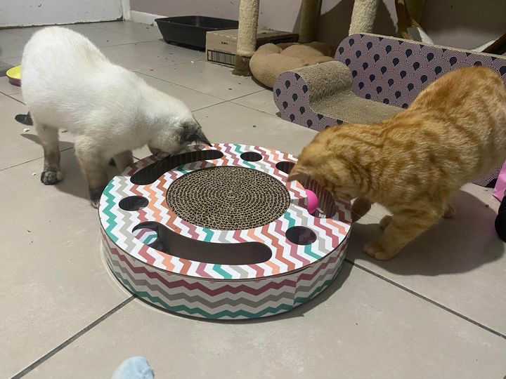 blind kittens playing