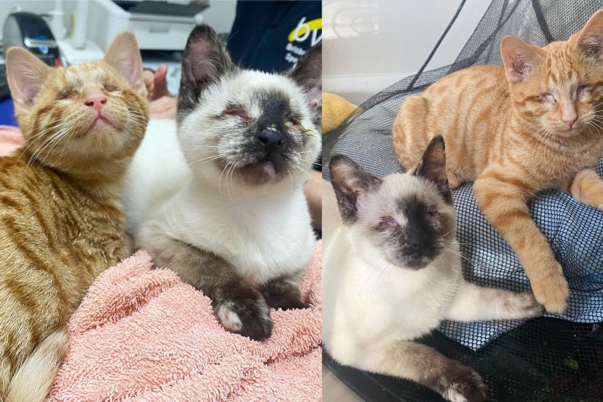 These Blind Cats Have an Extraordinary Bond As They Rely on Each Other in Every Way