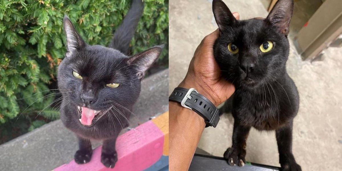 Stray's biggest fans are mesmerized cats