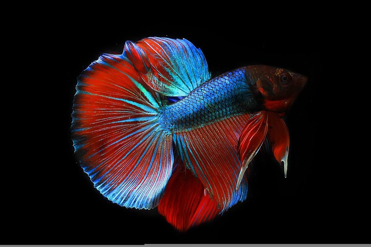 betta fish, southwest airlines, kira rumfola