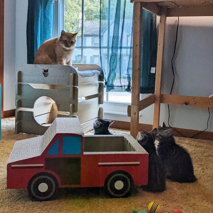 kittens following cat