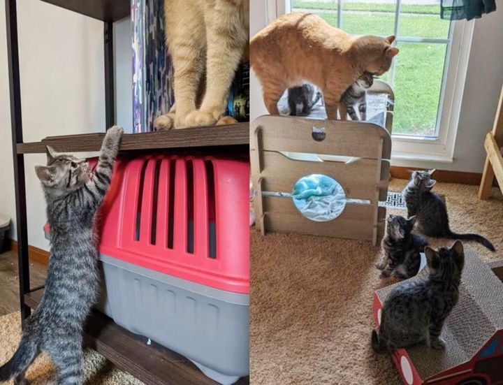 kittens begging attention cat