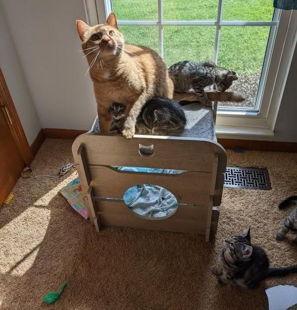 kittens hugs cat