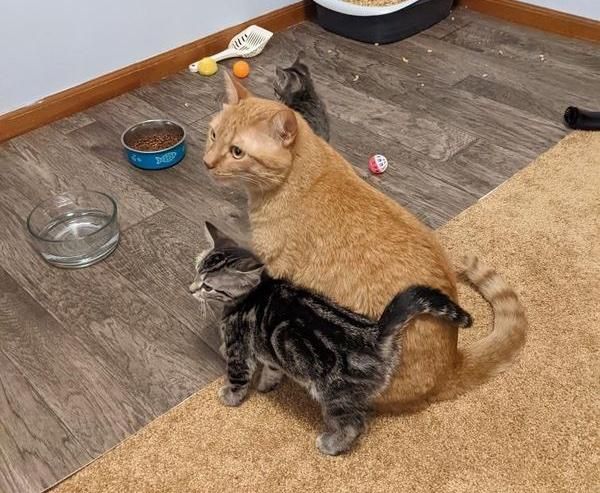 kitten following cat
