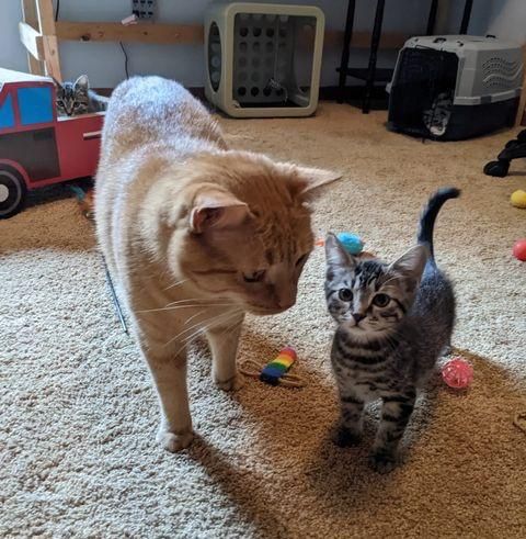 orange cat tabby kitten