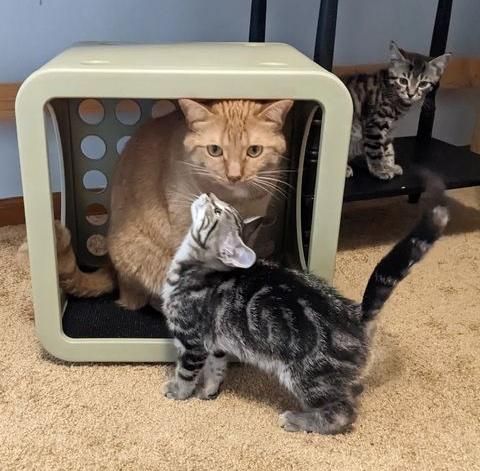 orange cat kitten tabby
