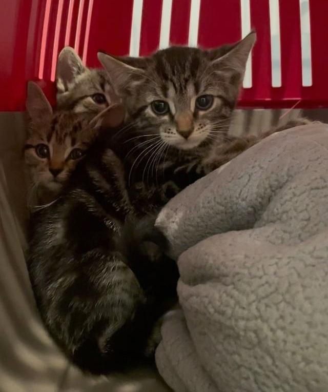 tabby kittens carrier