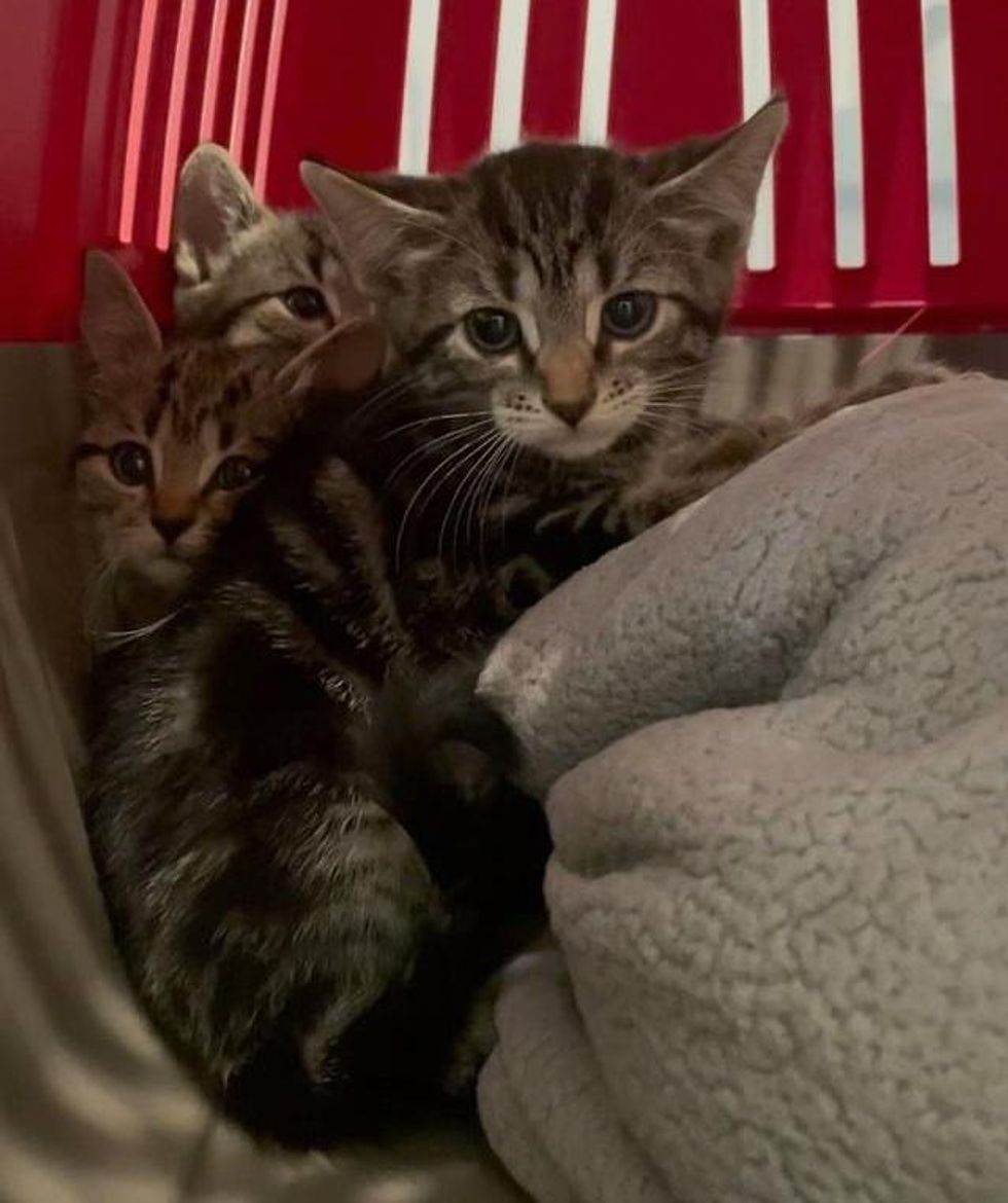 tabby kittens carrier
