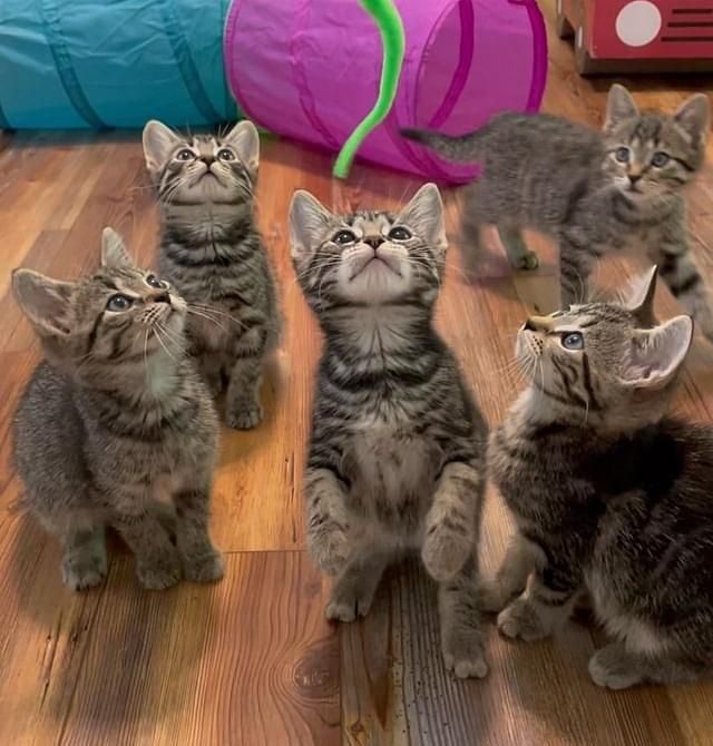 tabby kittens playing