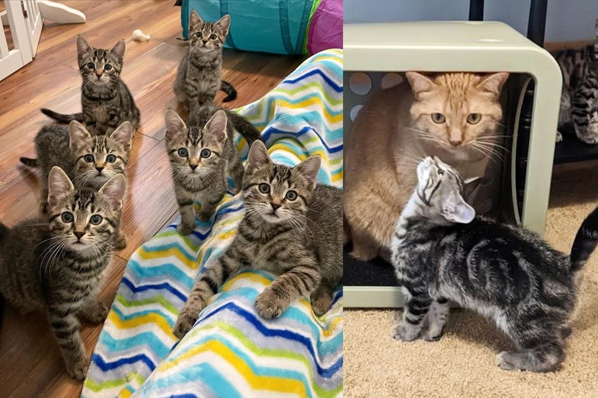 Cat Finds Himself a Crew of Kittens that Follow Him Around and They Won't Take No for an Answer