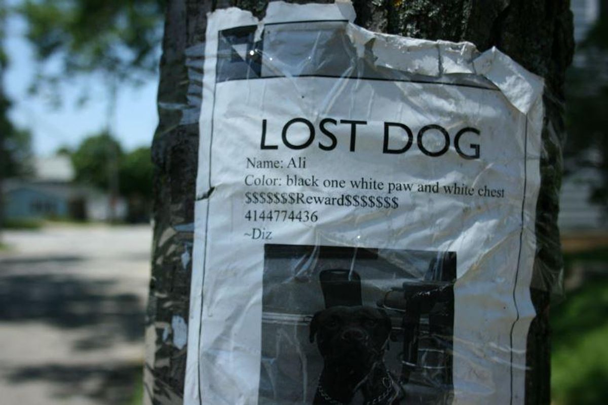 lost dogs, erica hart, drones