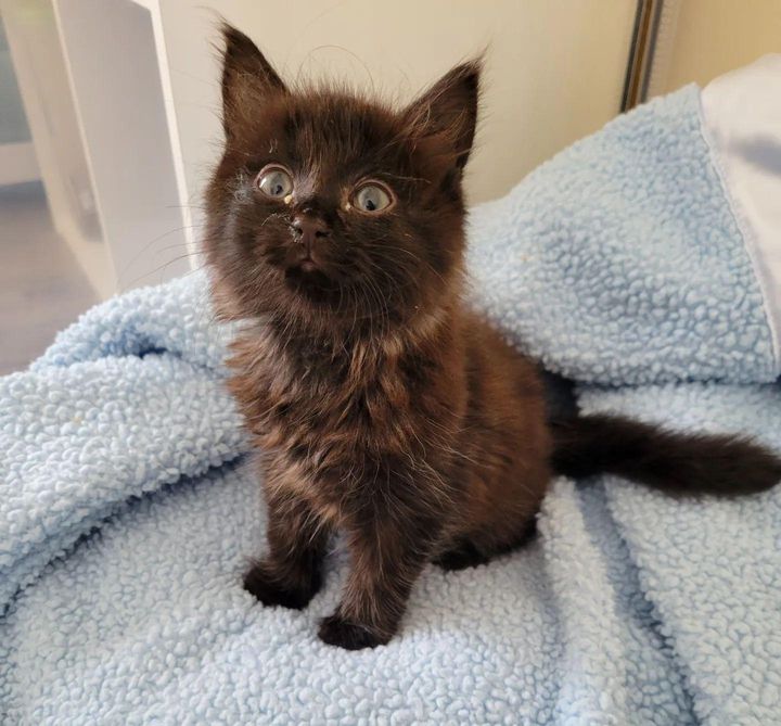 cute fluffy black kitten