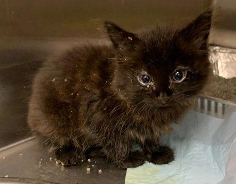 Feral Kitten Flourishes into Happy Couch Cat When She Finds Someone to ...