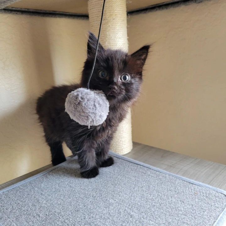 fluffy kitten playful