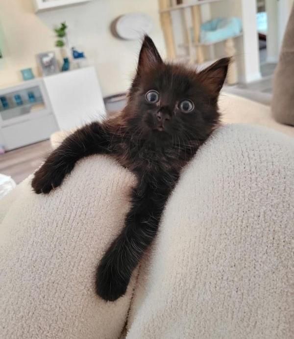 kitten hugs legs