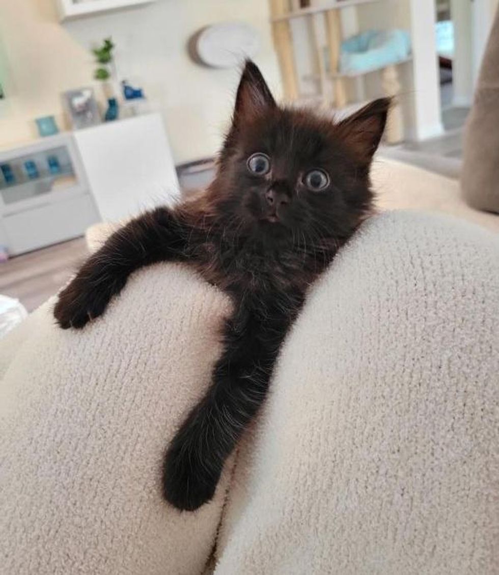 kitten hugs legs