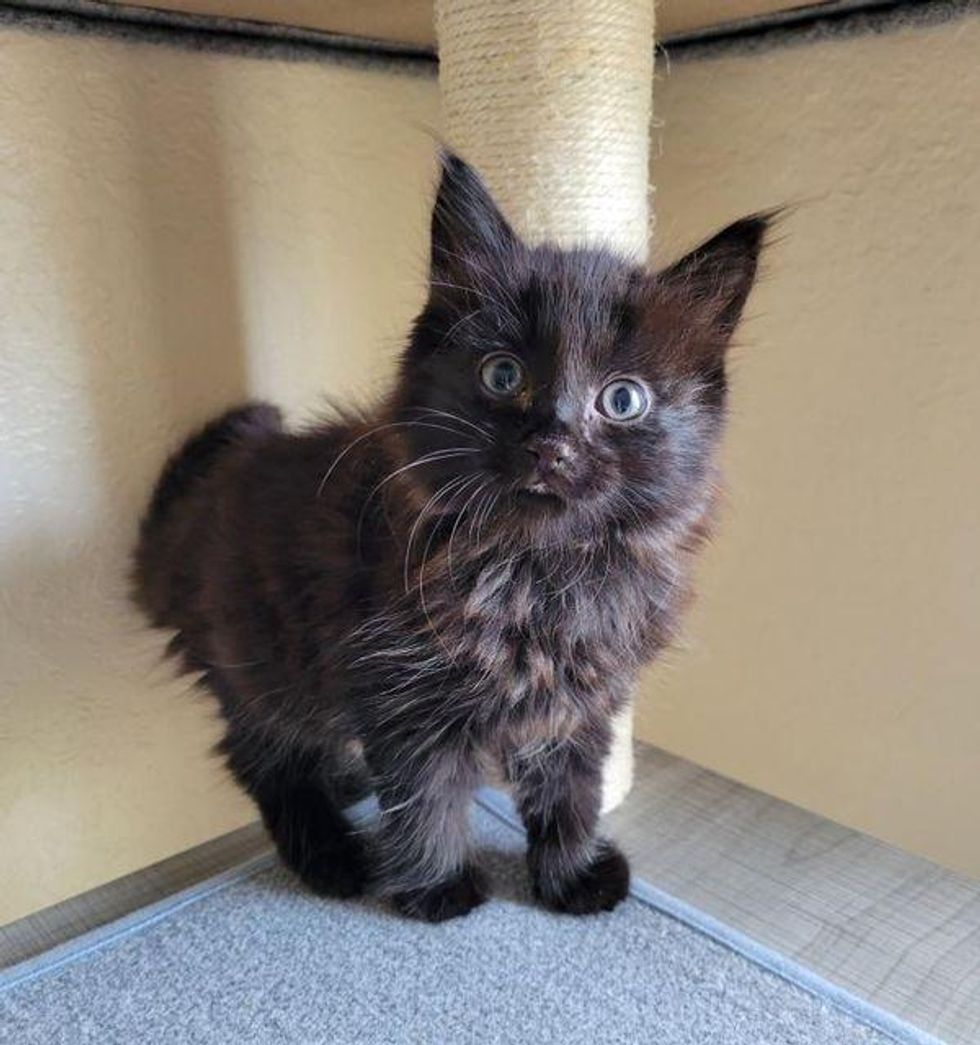 playful fluffy black kitten