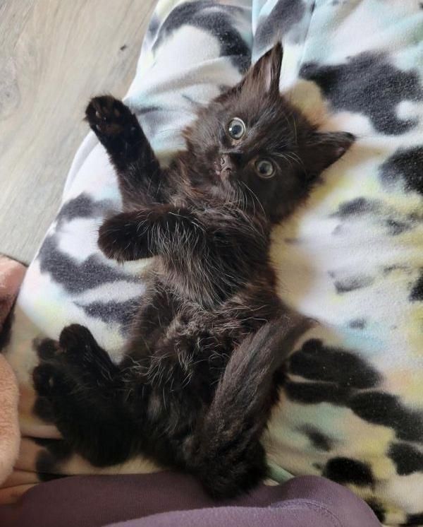 lap kitten