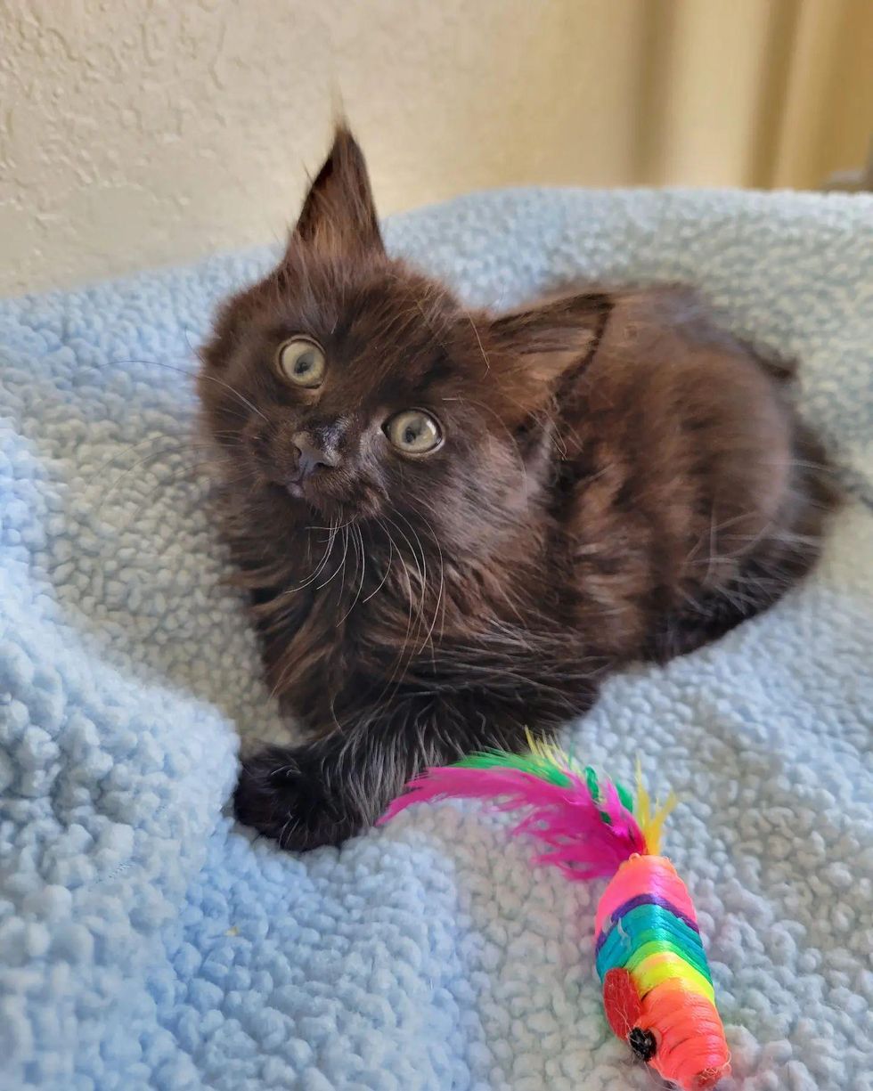 fluffy black kitten cat