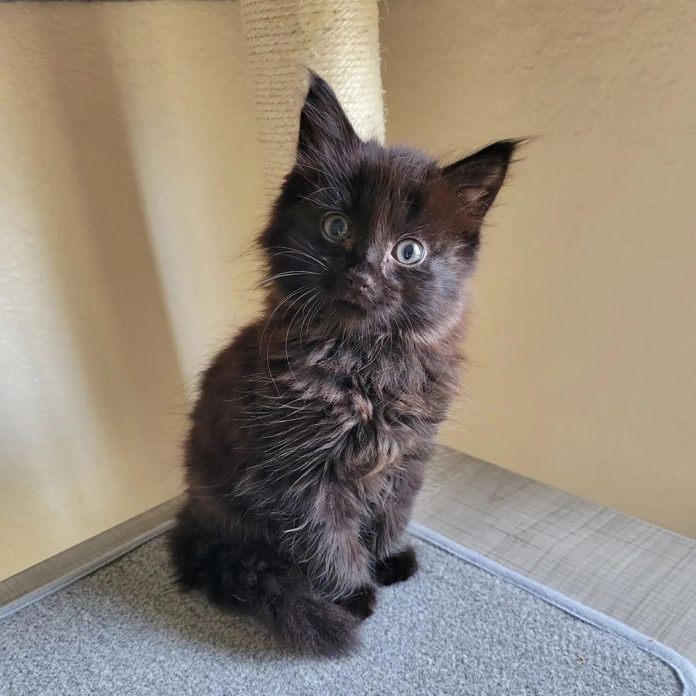 fluffy black kitten boo