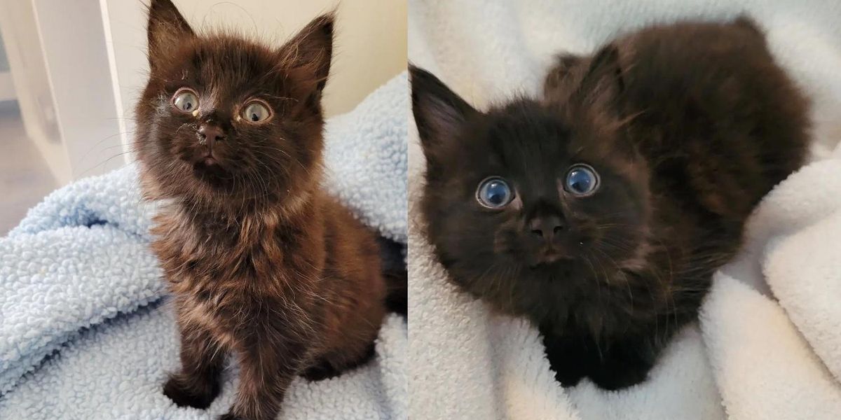 Four tiny feral kittens reunited! #kittens #cuteanimals #feral