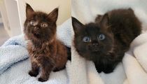 Black kitten has stripes? : r/cats