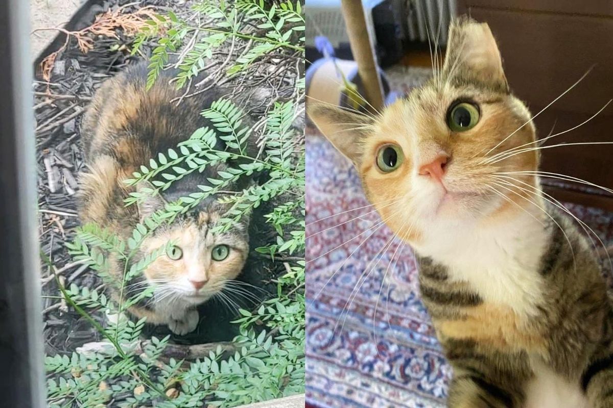 Cat Left Behind Turns into a Whole New Cat After Just One Day in a Home