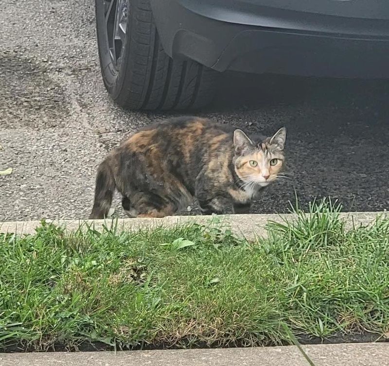 stray cat calico