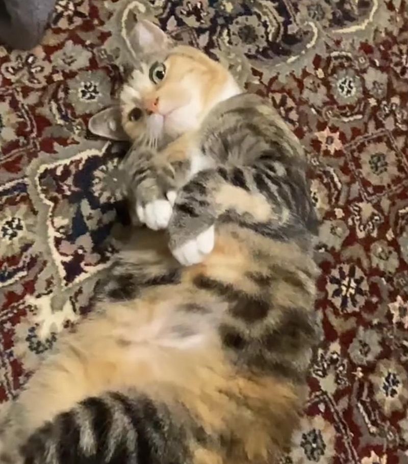 cat belly