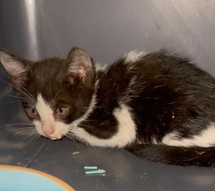 rescued kitten