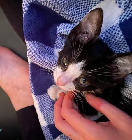 kitten snuggly