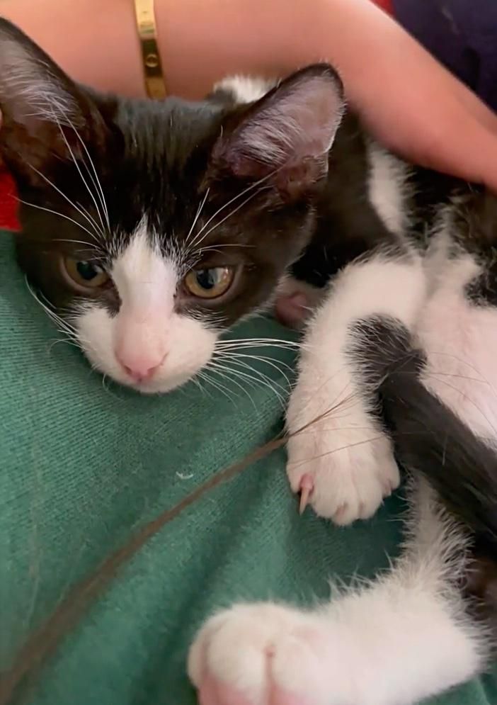 cuddly kitten hitch