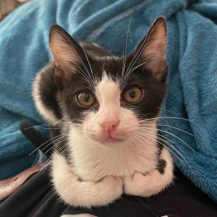 lap kitten snuggly