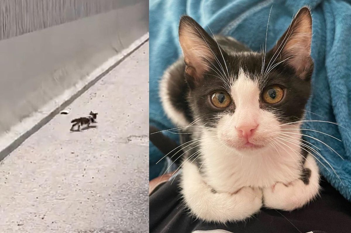 Woman Took a Wrong Turn on a Highway but Ended Up Rescuing a Kitten, Changing His Life