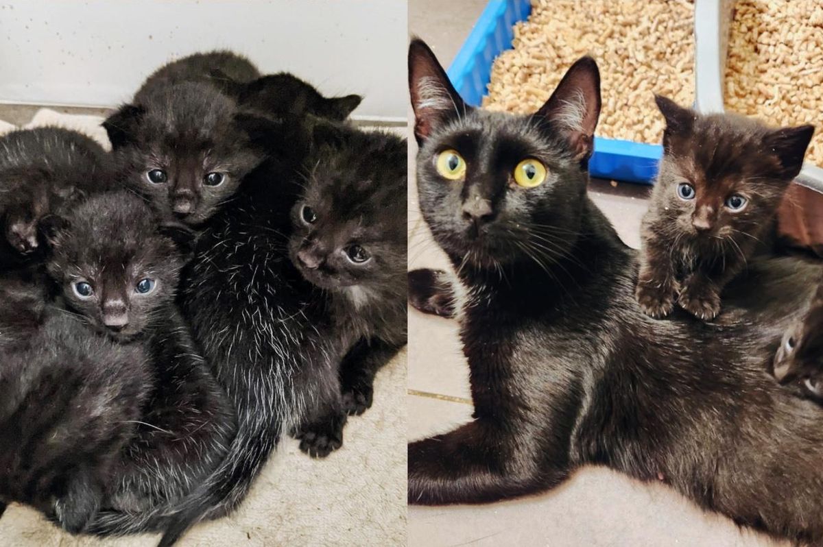 Cat Roams Outside Until Kind People Find Her, Just in Time for the Arrival of Her 6 Kittens