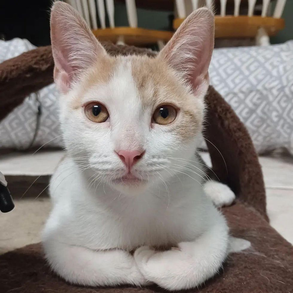 Kitten Climbs a Kennel Door at Shelter, Now Has Other Cats and a Kind ...