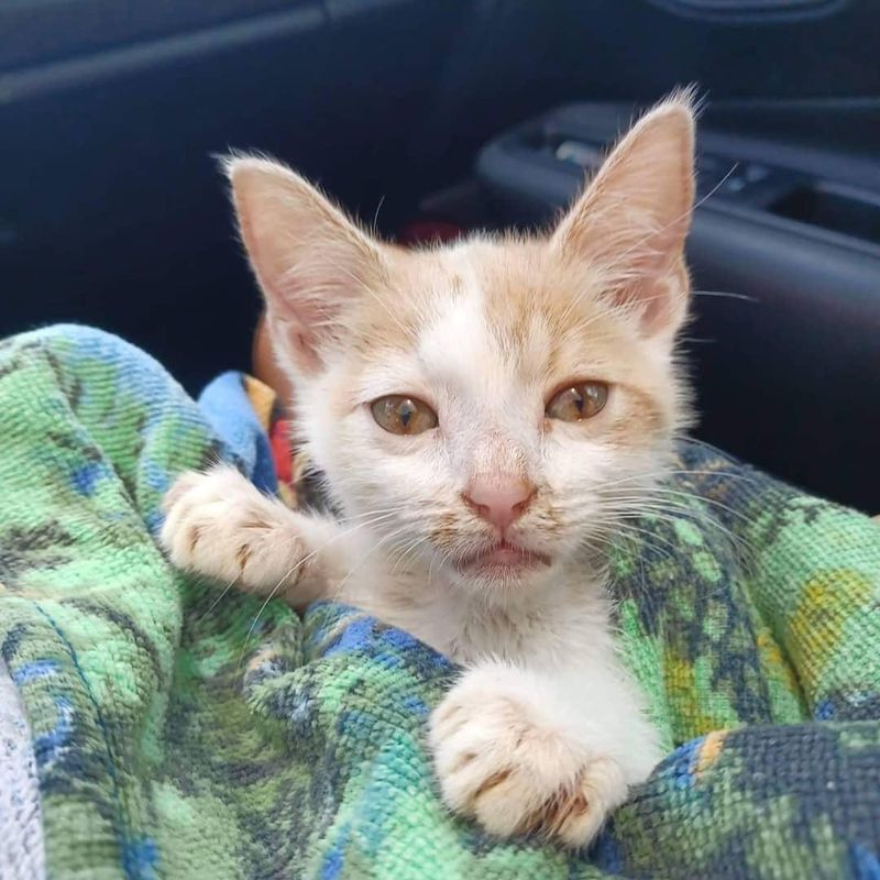 kitten in towel