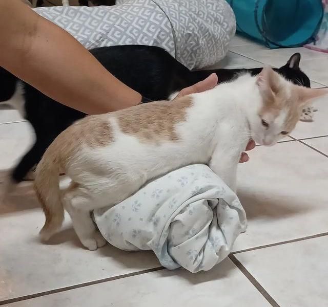 kitten paralyzed indy